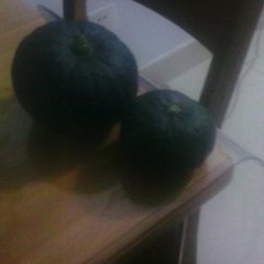 山东南瓜欢迎合作,潍坊周正良诚信合作