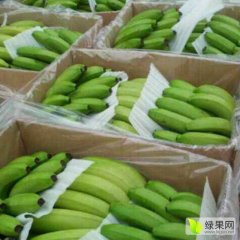 武鸣香蕉火热上市,锣圩潘汉伟诚信合作