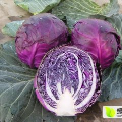 永年永年王路平10月紫甘蓝