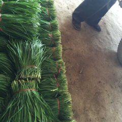 藁城常安张志虎10月平韭6号韭菜