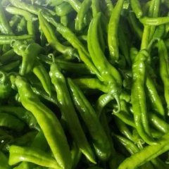 2015青州谭坊尖椒、圆椒、线椒大量供应
