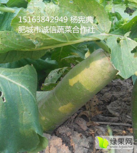 2015年山东肥城青皮白萝卜价格