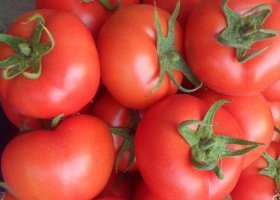 山东费县西红柿基地姚学祥蔬菜瓜果市场