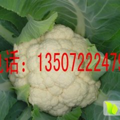 2017年湖北省天门市万亩绿色菜花上市了