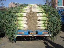 辽宁省黑山县大葱大量上市