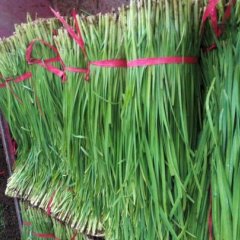 滑县高平胡宗战12月中绿一号韭菜
