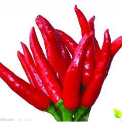 河南太康新一代朝天椒辣椒何去何从