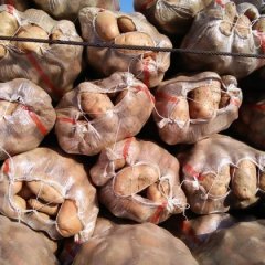 围场土豆上市了