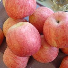 2016年山东费县红富士价格