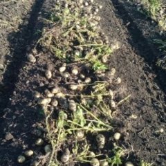 内蒙古牙克石荷兰803原种土豆聚焦市场