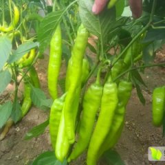 河南夏邑巨无霸4号辣椒价格适宜