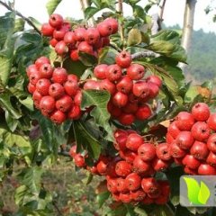临沭山东车龙远10月大绵球山楂