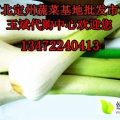 河北定州大量供应大葱