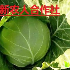 保定市新农人10月卷心菜甘蓝