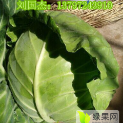 湖北嘉鱼刘国杰大量供应甘蓝，大白菜