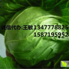 湖北嘉鱼平包甘蓝正在大量供应中......