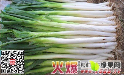 2015年山东滕州铁杆大葱价格