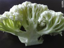 2015年江苏铜山白面青梗松花菜价格