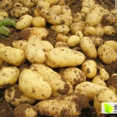 山东肥城荷兰十五土豆质量上乘