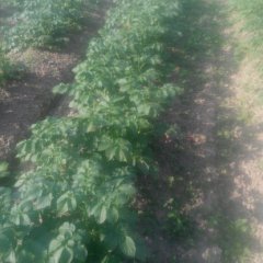 湖北钟祥荷兰十五土豆早买早赚