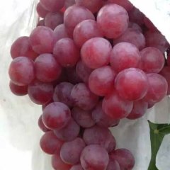 大荔范家翟江涛10月红提葡萄