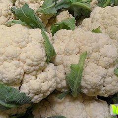 山东聊城东昌府蔬菜基地供应菜花