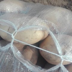 太谷土豆产销两旺,水秀王代办诚信合作