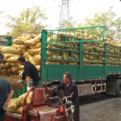 泉山土豆聚焦市场,唐沟许先生诚信合作