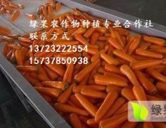 河南开封县三红萝卜名优产品