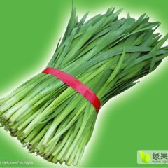 辽宁凌海中绿一号韭菜质量上乘