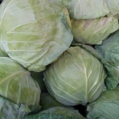 2015博爱甘蓝收购工作全面开展