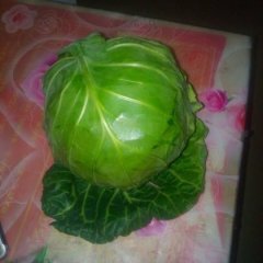 博爱甘蓝假一赔十,蒋村李向阳诚信合作