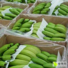 2015武鸣香蕉收购工作全面开展