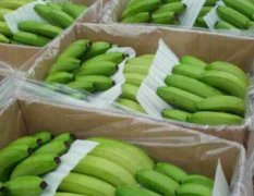 2015武鸣香蕉收购工作全面开展