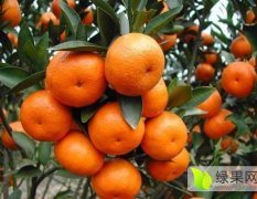2015兴安柑橘现在订货有惊喜
