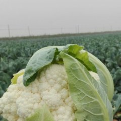 花菜便宜了