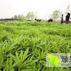 2015灌云茼蒿走过路过不要错过