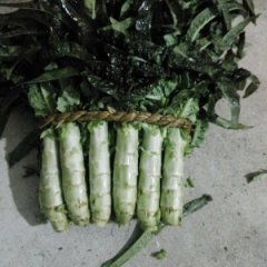 郯城莴苣上货量大红花张高级诚信合作
