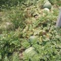 2015太康县天润种植合作社花皮无籽西瓜