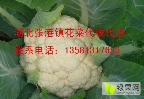2015年湖北天门银冠价格