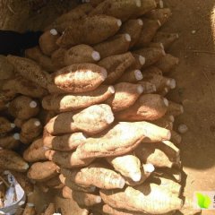 大量供应葛根，诚信合作。