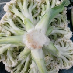 山东东明花椰菜甘蓝品质优良