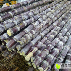 广东江门黑皮果蔗甘蔗上货量大