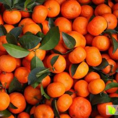 广西钟山县大众沙糖桔交易中心