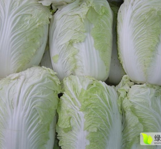 2014年河南通许丰抗90白菜价格