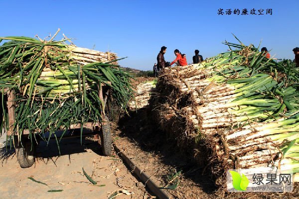 2015年辽宁新民长白大葱价格