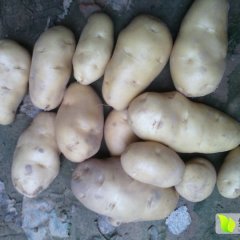 肥城库存荷兰薯、专业代办，为您服务、