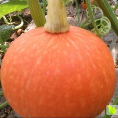 大量供应大棚吊红南瓜