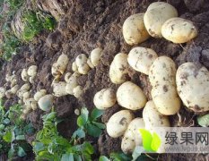 黑龙江讷河土豆
