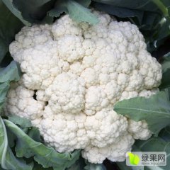 芜湖花桥梅张彬10月白面青梗松花菜菜花
